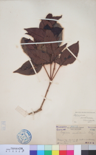 Specimen thumbnail
